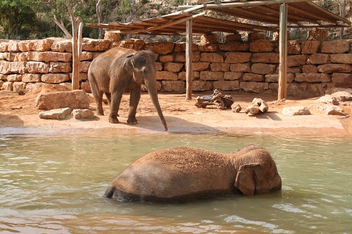 elefant