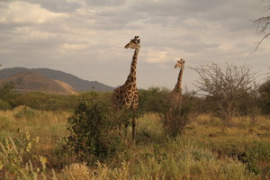 tsavo_west_1.