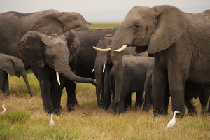 amboseli_1