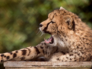 gepard